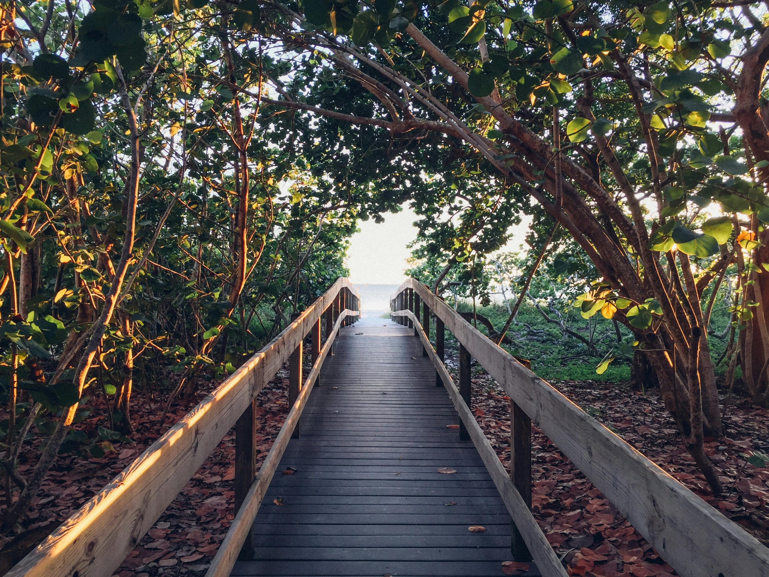 A serene wooden boardwalk leading to a beach, enveloped by lush green foliage and sunlight.